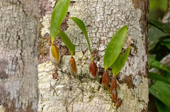 Maxillariinae