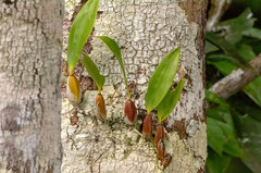 Maxillariinae