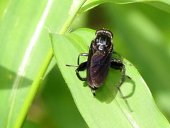 Chalcosyrphus chalybeus