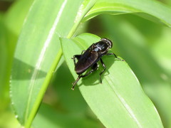 Chalcosyrphus chalybeus