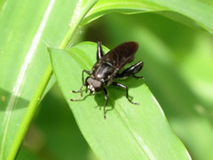 Chalcosyrphus chalybeus