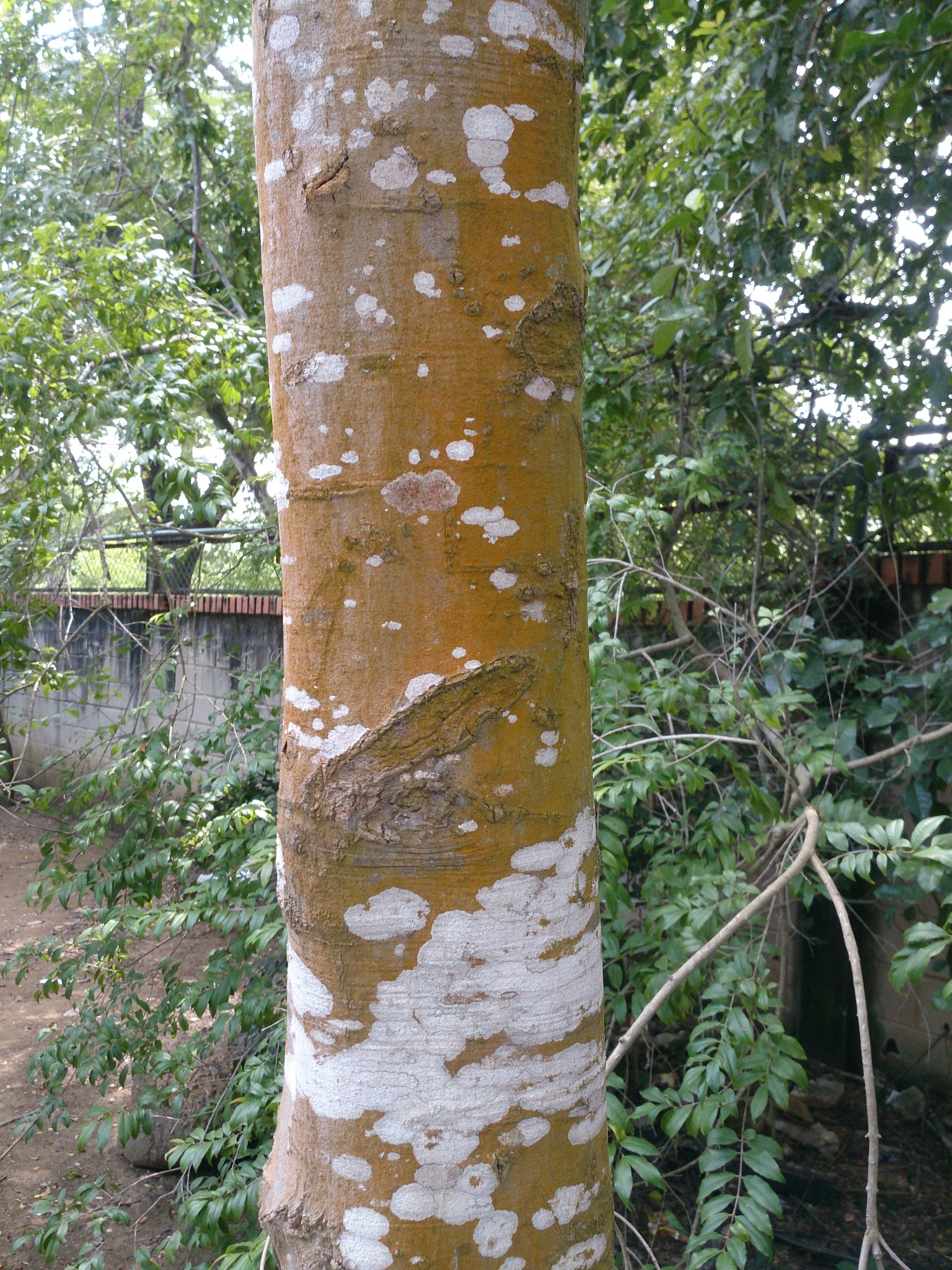 árbol de mamoncillo