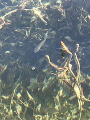 Potamogeton illinoensis