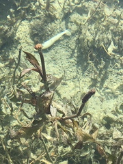 Potamogeton illinoensis