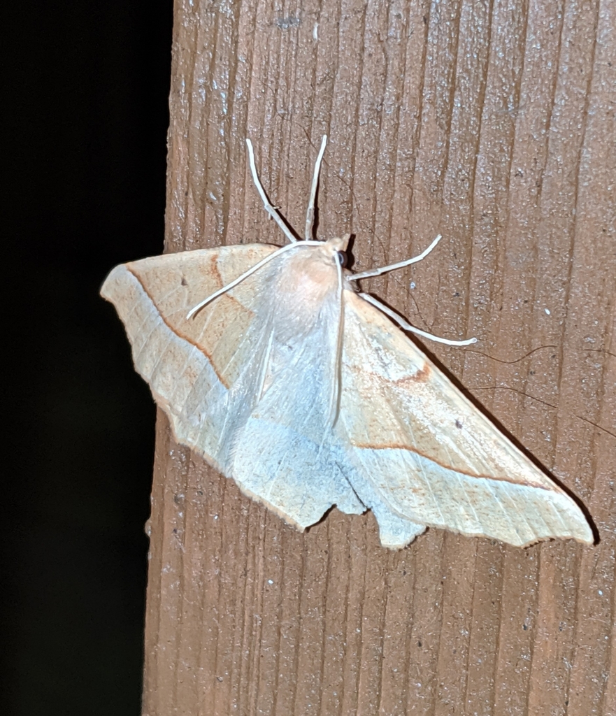 Tetracis jubararia