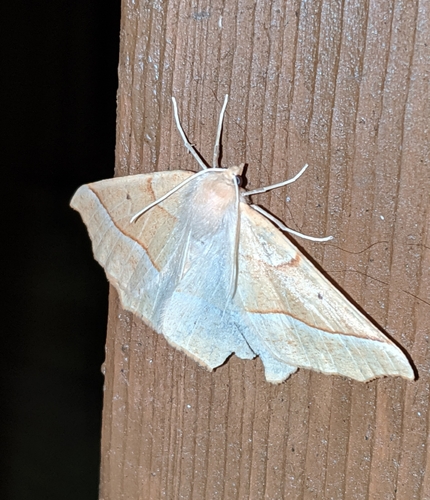 Tetracis jubararia