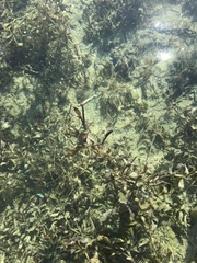 Potamogeton illinoensis