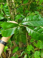 Planchonella obovata