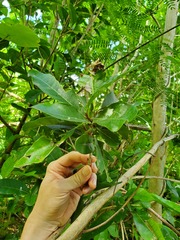 Planchonella obovata