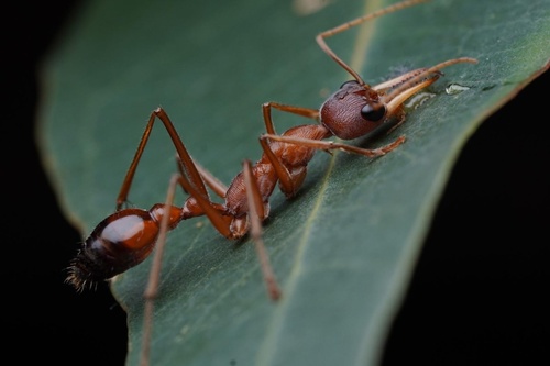 Myrmecia vindex