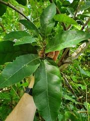 Planchonella obovata