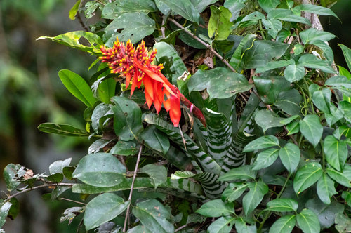 Aechmea chantinii (Carrière) Baker