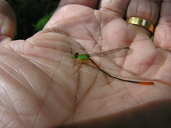 Ceriagrion cerinorubellum
