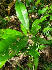 Planchonella obovata
