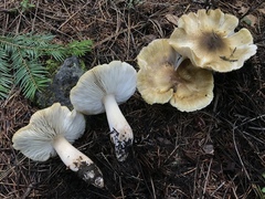 Tricholoma arvernense