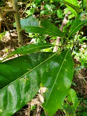 Planchonella obovata