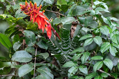 Aechmea chantinii