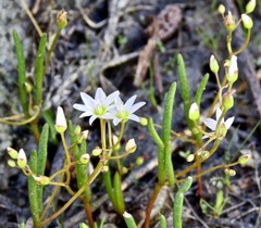Lewisia triphylla
