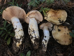 Phlegmacium variosimile