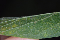 Celticecis cupiformis