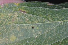 Celticecis cupiformis