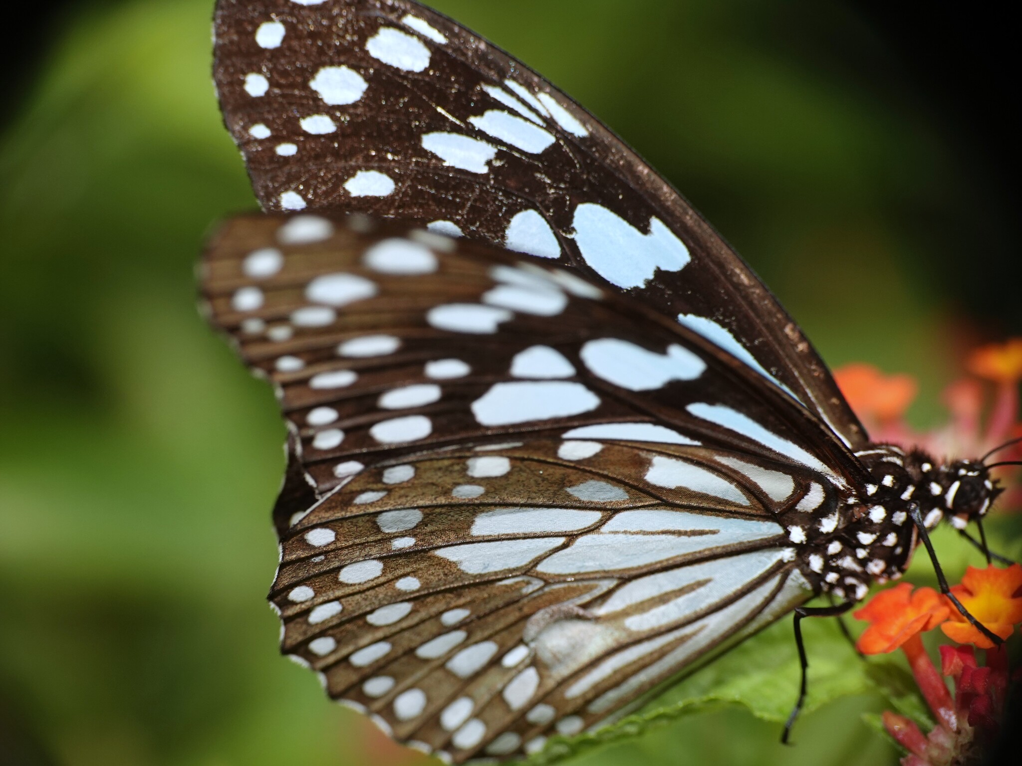 Blue Tiger