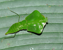 Choeradodis stalii