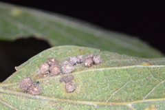 Celticecis capsularis