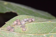 Celticecis capsularis