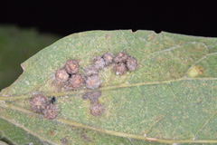 Celticecis capsularis