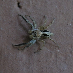 Plexippus petersi