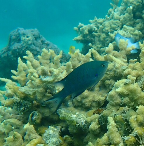 Neopomacentrus metallicus observed 2024-10-24