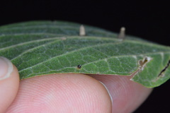 Celticecis cupiformis