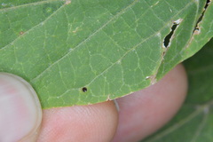 Celticecis cupiformis