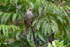 Pycnonotus zeylanicus