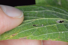 Celticecis cupiformis