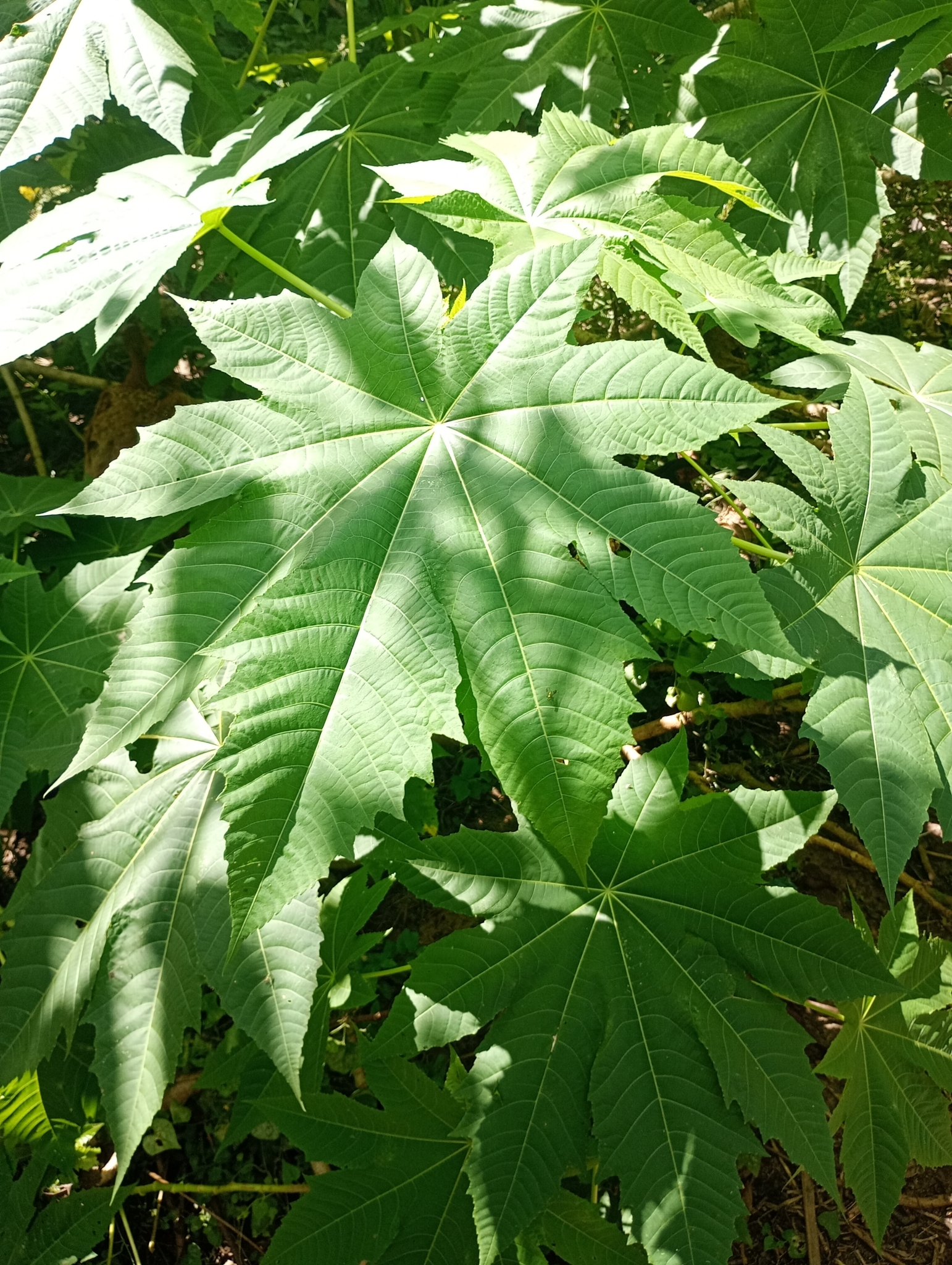 Ricinus communis