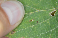 Celticecis cupiformis