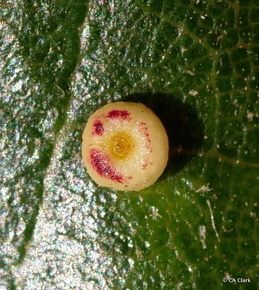 Pumpkin Gall Wasp