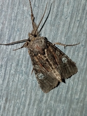Apamea amputatrix