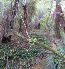 Microsorum pustulatum