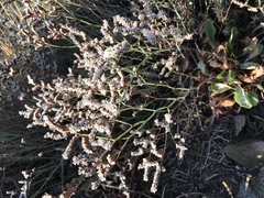 Limonium californicum
