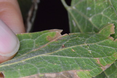 Celticecis cupiformis