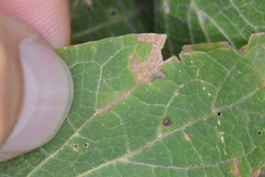 Celticecis cupiformis