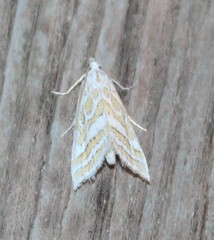 Leptosteges parthenialis