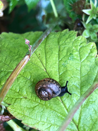 Arianta arbustorum