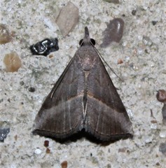 Hypena degesalis