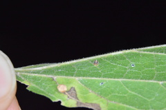 Celticecis cupiformis