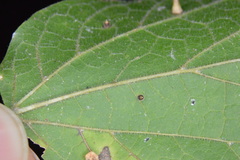 Celticecis cupiformis