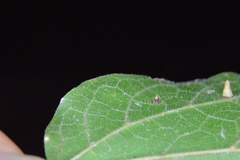 Celticecis cupiformis